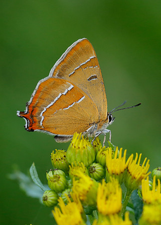 Brown Hairstreak Thecla betulae