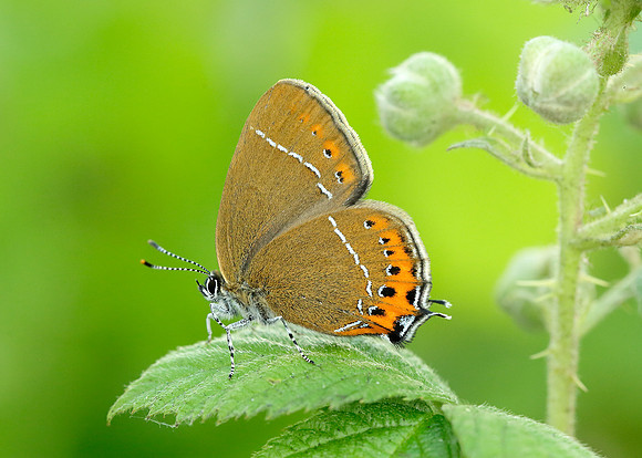 Black Hairstreak Satyrium pruni