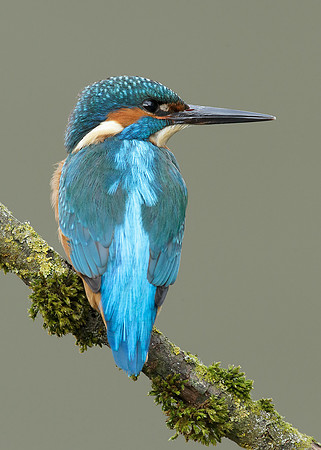 Kingfisher Alcedo atthis
