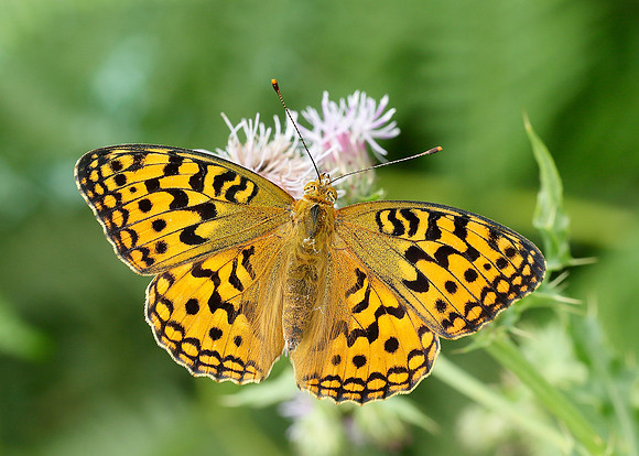 High Brown Fritillary Argynnis adippe