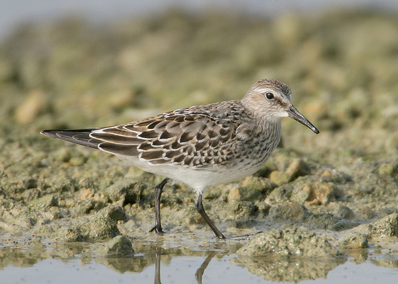 White-rumped Sandpiper Calidris fuscicollis