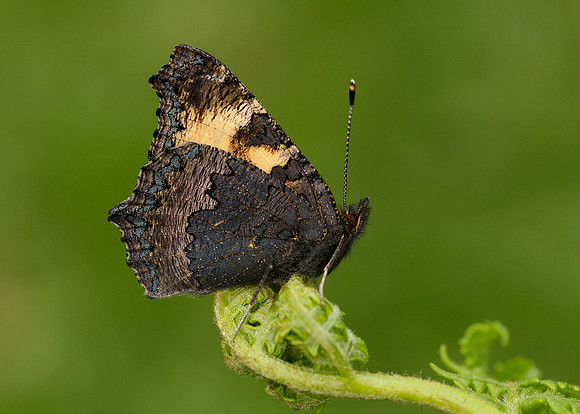 Small Tortoiseshell Aglais urticae