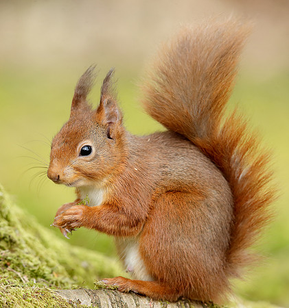 Red Squirrel Sciurus vulgaris