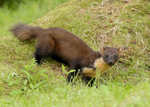 Pine Marten Martes martes