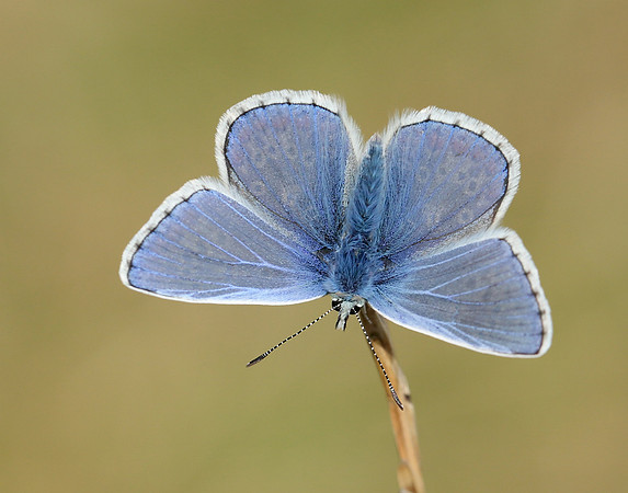 Common Blue Polyommatus icarus