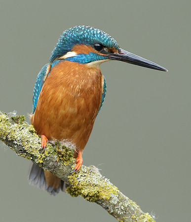 Kingfisher Alcedo atthis