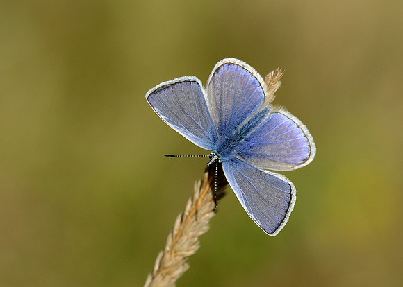 Common Blue Polyommatus icarus
