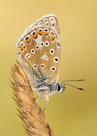 Common Blue Polyommatus icarus