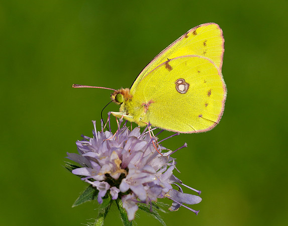 Clouded Yellow Colias croceus