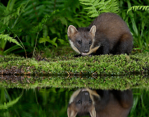 Pine Marten Martes martes
