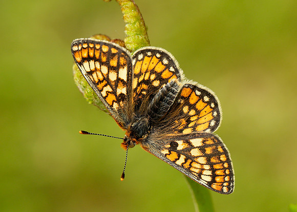 Marsh Fritillary Euphydryas aurinia
