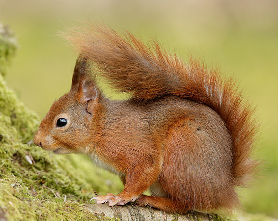 Red Squirrel Sciurus vulgaris