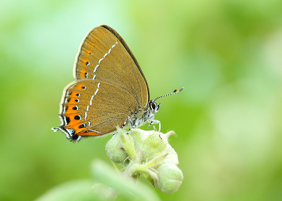 Black Hairstreak Satyrium pruni
