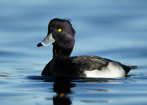 Tufted Duck Aythya fuligula