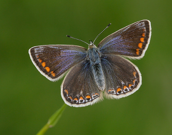 Common Blue Polyommatus icarus