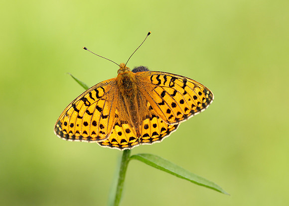 Dark Green Fritillary Argynnis aglaja