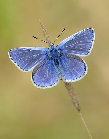 Common Blue Polyommatus icarus