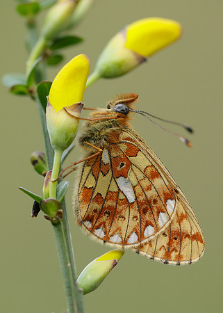 Pearl-Bordered Fritillary Boloria euphrosyne