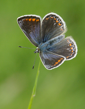 Common Blue Polyommatus icarus