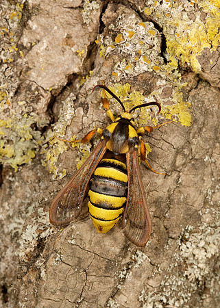 52.002 BF0370 Hornet Moth Sesia apiformis