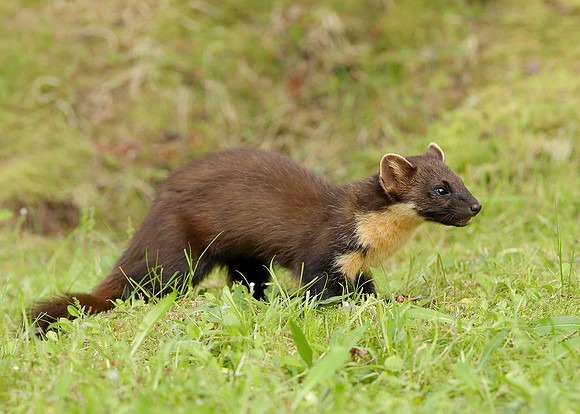 Pine Marten Martes martes