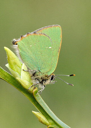 Green Hairstreak Callophrys rubi