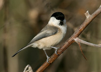 Willow Tit Poecile montanus