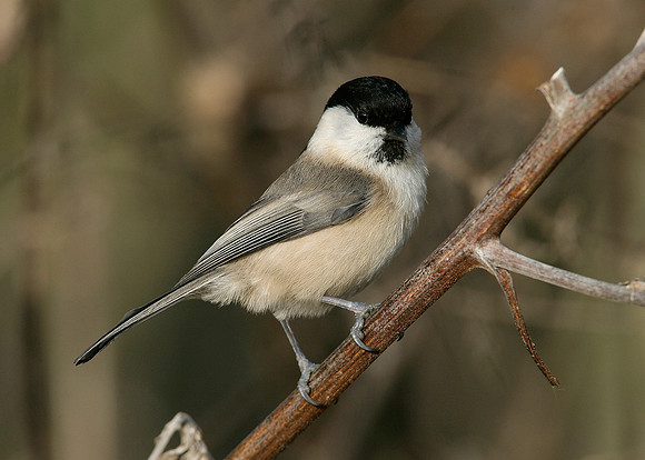Willow Tit Poecile montanus