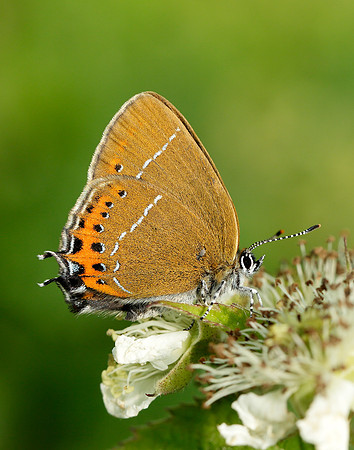 Black Hairstreak Satyrium pruni
