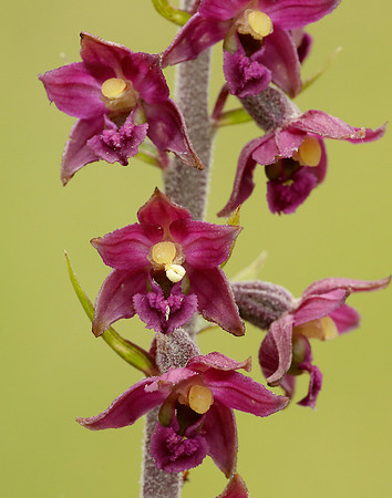 Dark Red Helleborine Epipactis atrorubens