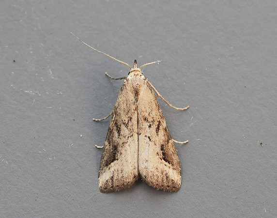 72.060 BF2485 Marsh Oblique-barred Hypenodes humidalis