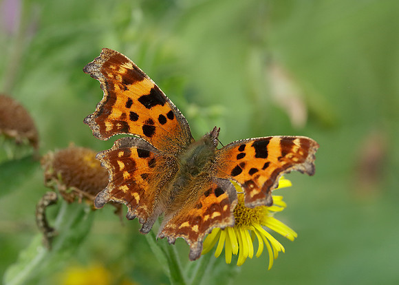 Comma Polygonia c-album