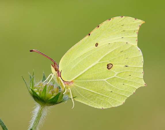 Brimstone Gonepteryx rhamni