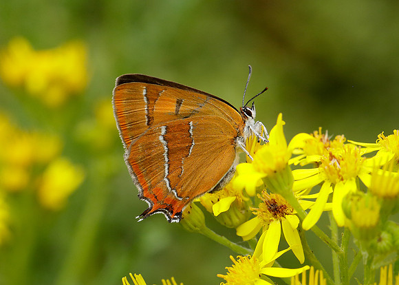 Brown Hairstreak Thecla betulae