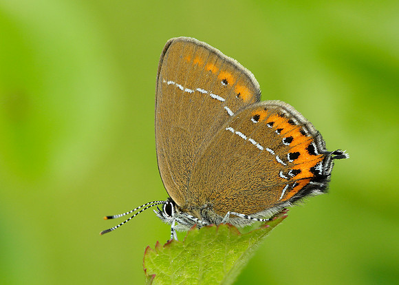 Black Hairstreak Satyrium pruni