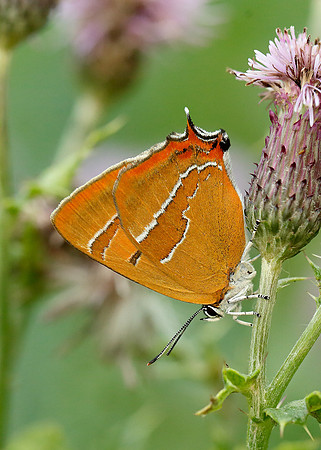 Brown Hairstreak Thecla betulae