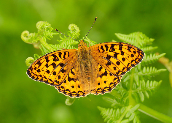 High Brown Fritillary Argynnis adippe