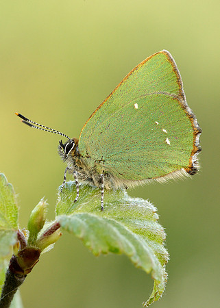 Green Hairstreak Callophrys rubi