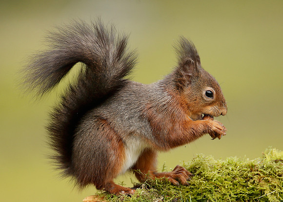 Red Squirrel Sciurus vulgaris