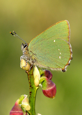 Green Hairstreak Callophrys rubi