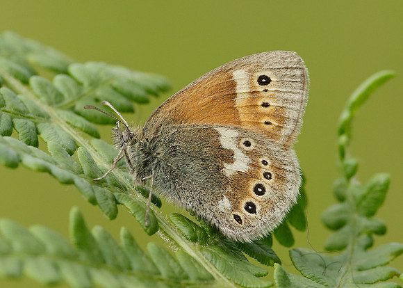Large Heath Coenonympha tullia polydama