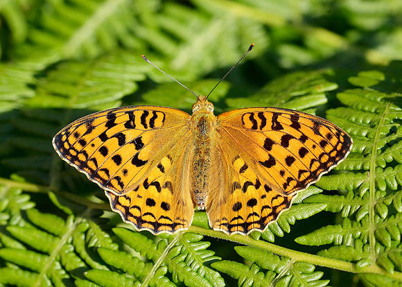 High Brown Fritillary Argynnis adippe