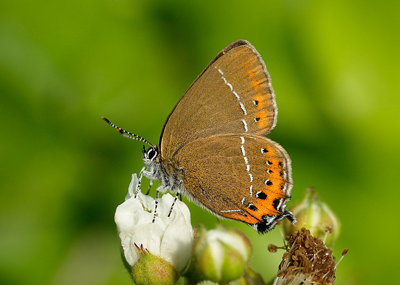 Black Hairstreak Satyrium pruni