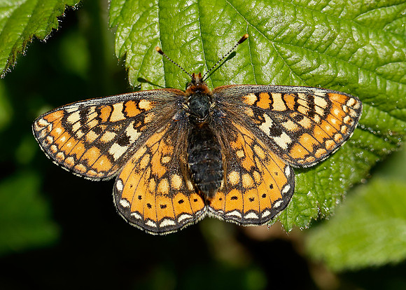 Marsh Fritillary Euphydryas aurinia