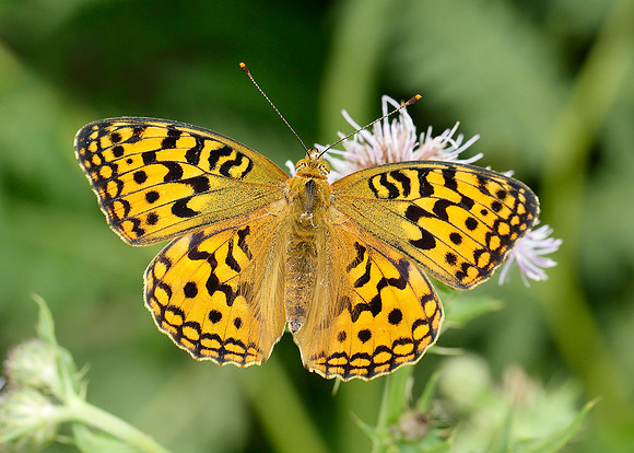 High Brown Fritillary Argynnis adippe
