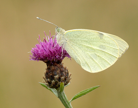 Large White Pieris brassicae