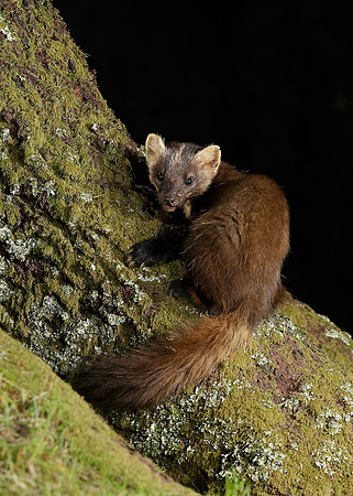 Pine Marten Martes martes