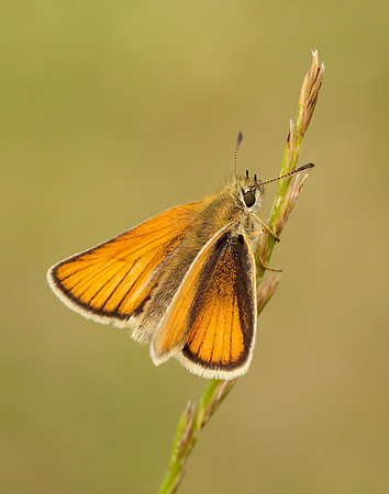 Essex Skipper Thymelicus lineola