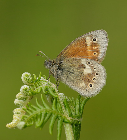 Large Heath Coenonympha tullia polydama