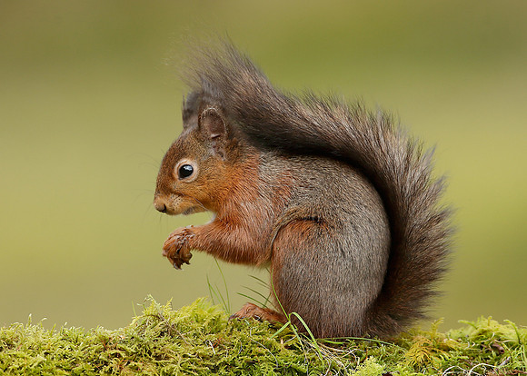 Red Squirrel Sciurus vulgaris
